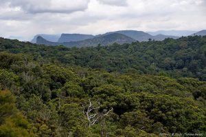 Scenic Rim Trail